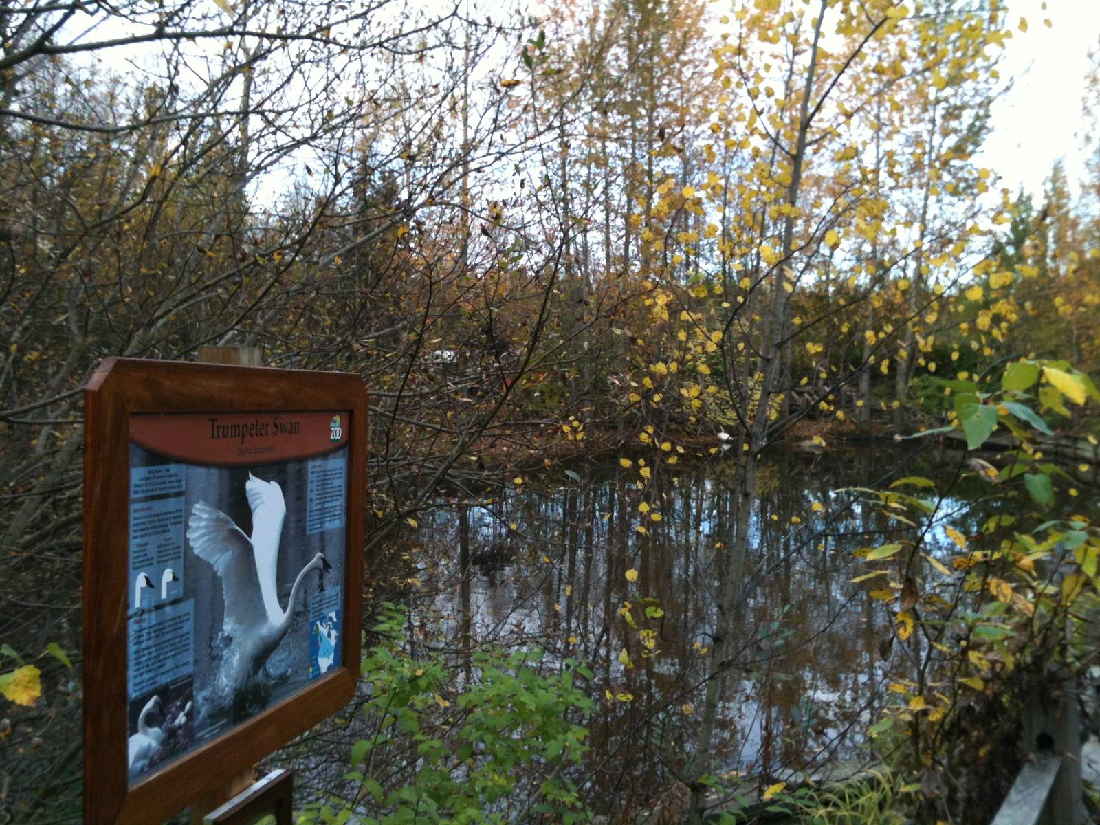 Trumpeter Swan Exhibit