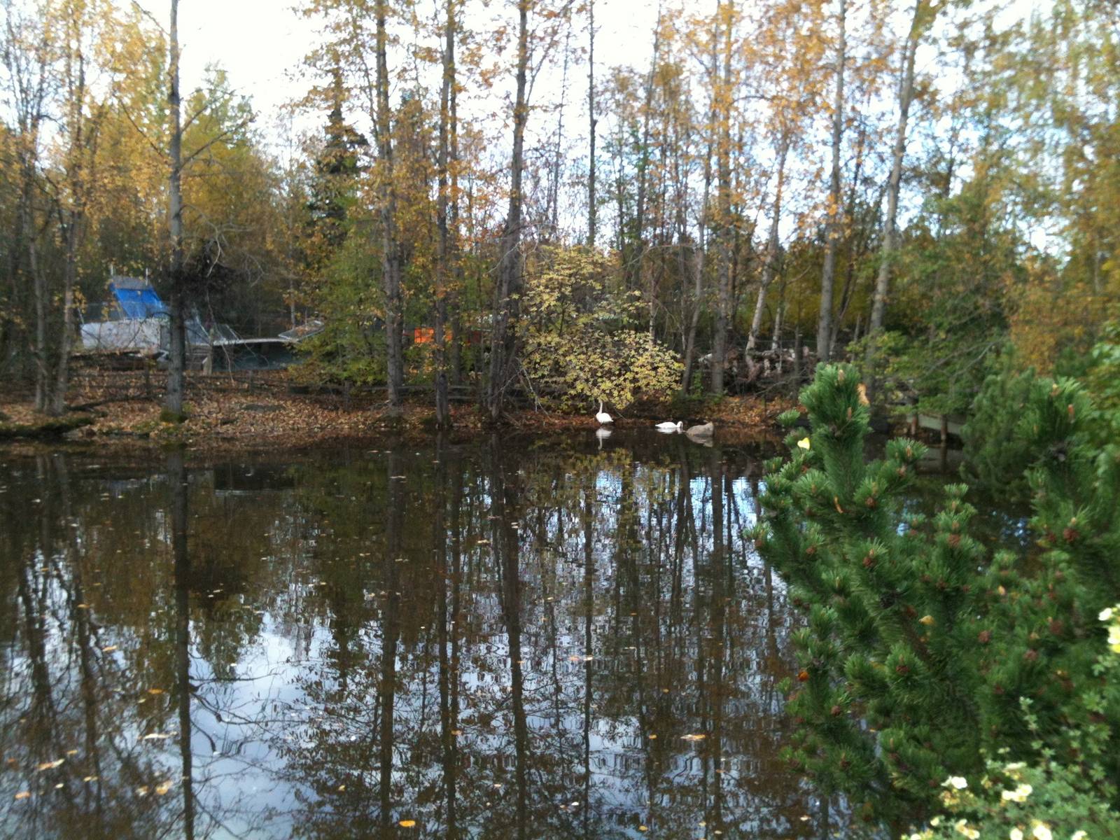 Trumpeter Swan Exhibit