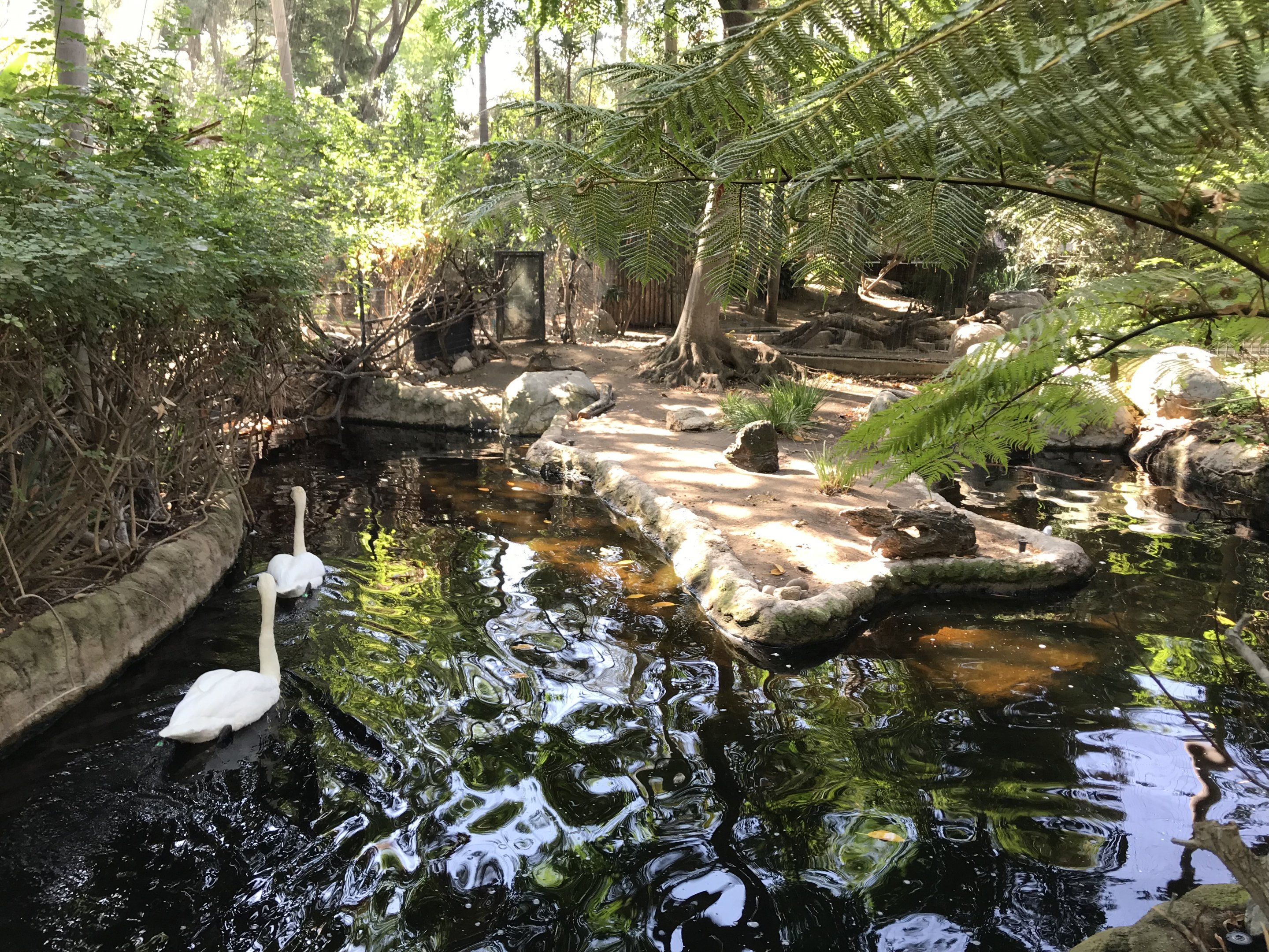 Trumpeter Swan Exhibit