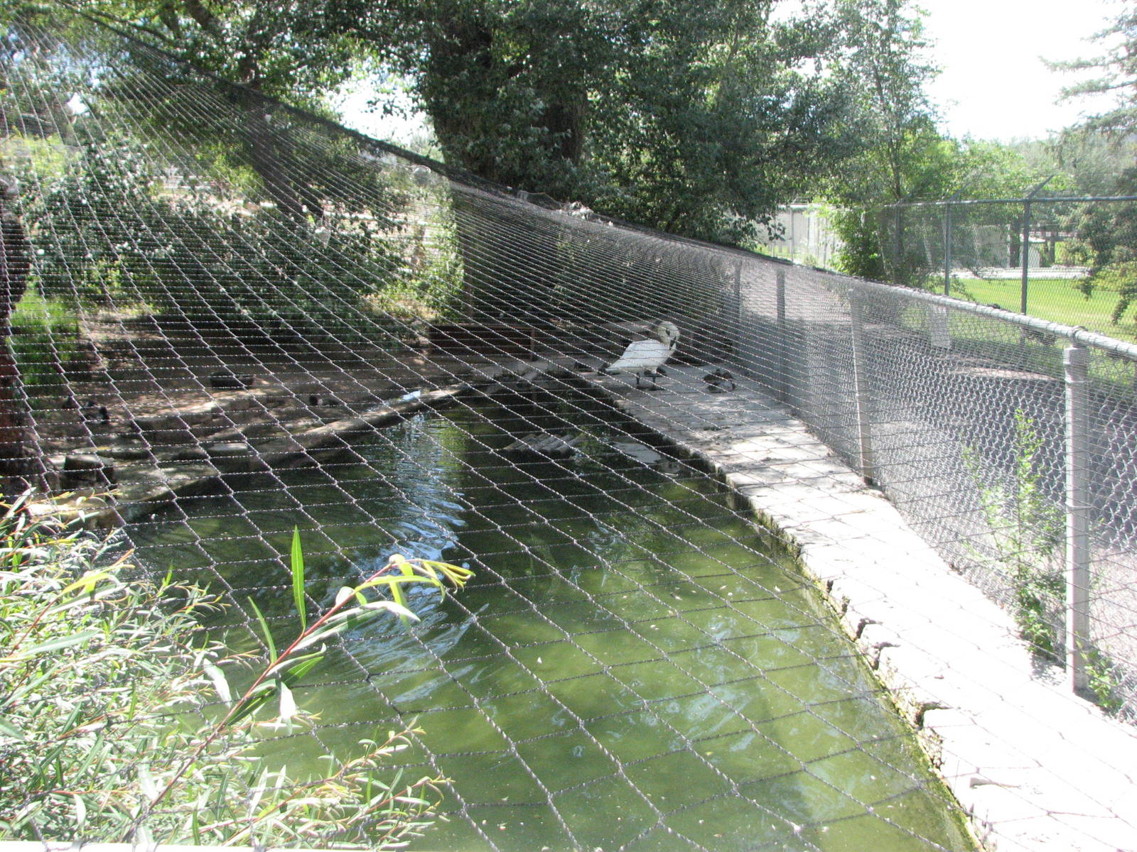 Trumpeter Swan Exhibit