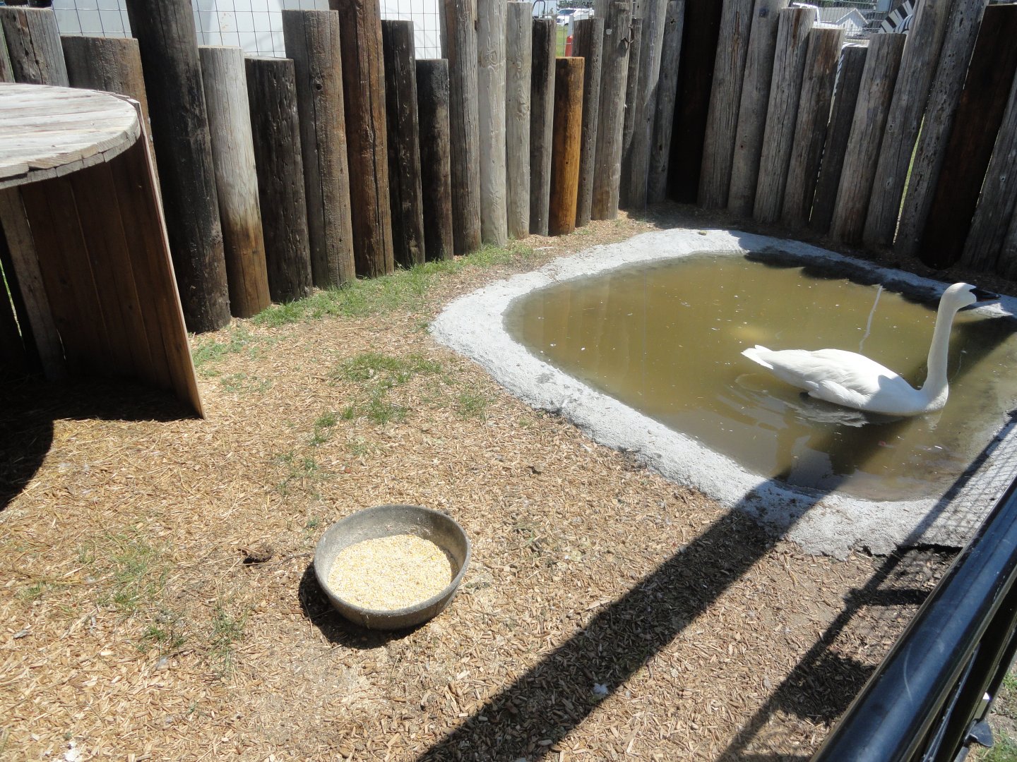 Trumpeter Swan Exhibit