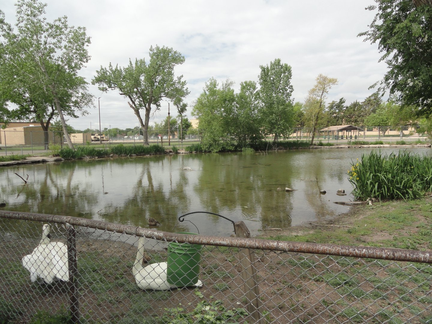 Trumpeter Swan Exhibit