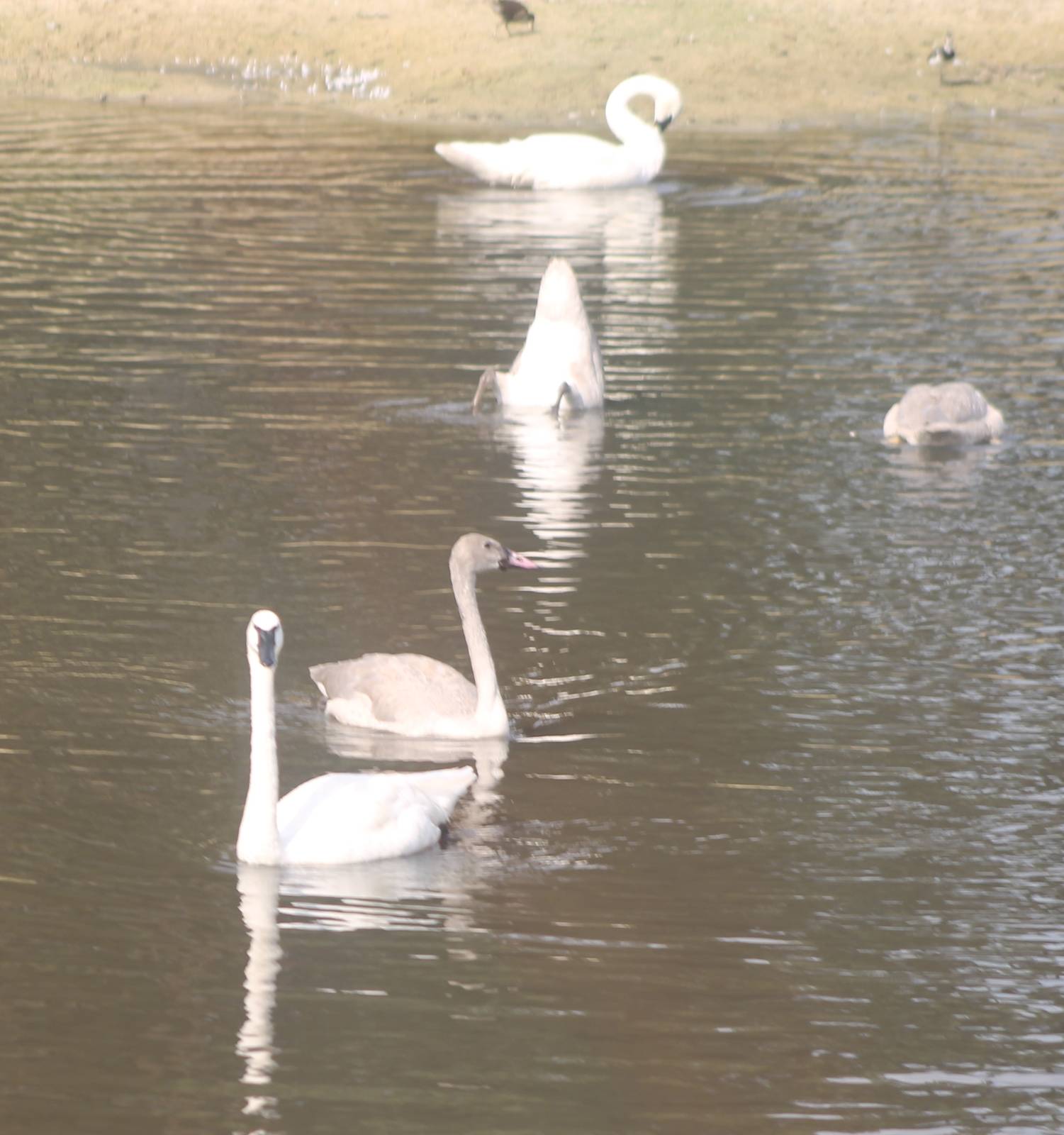 Trumpeter swan-family