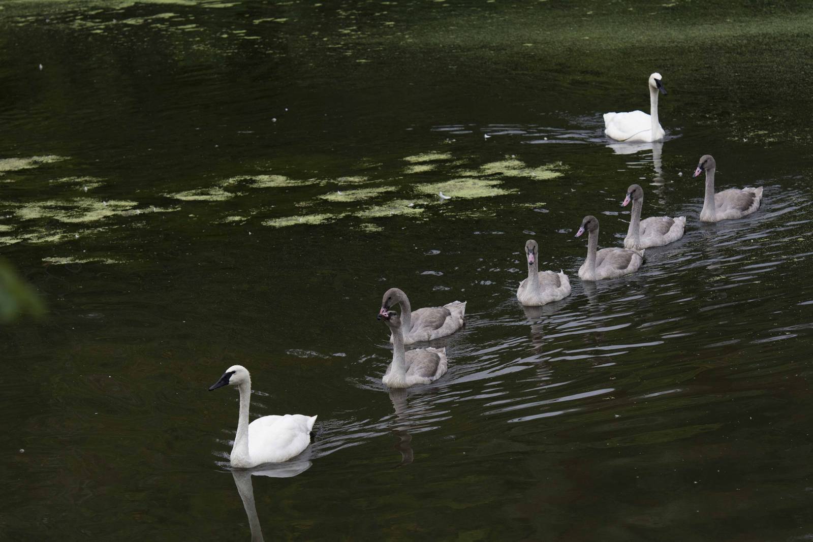 Trumpeter Swan family