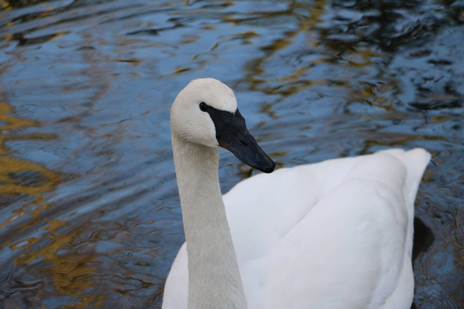 Trumpeter swan, February 2016