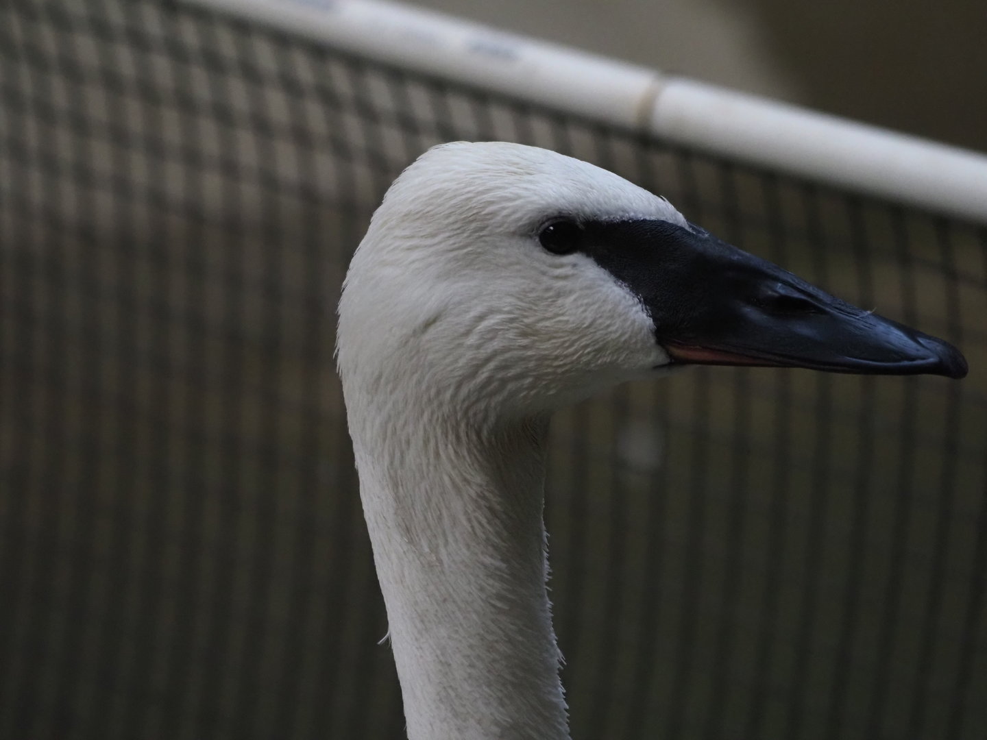 Trumpeter swan "Leslie Knope"