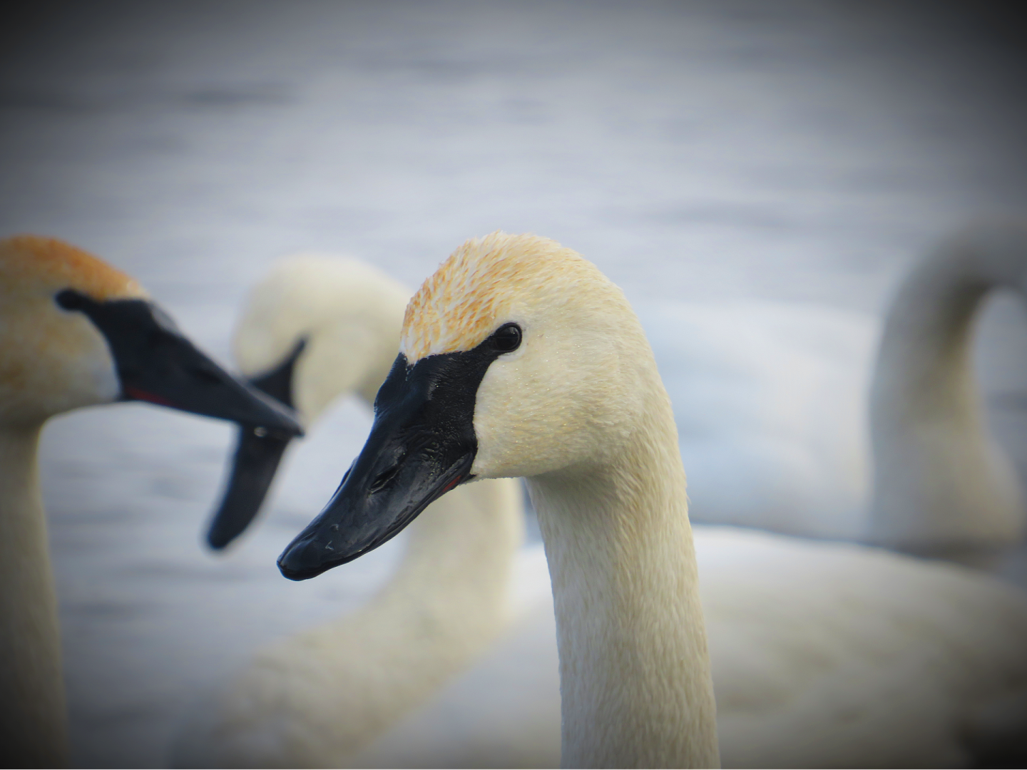 Trumpeter Swan portrait