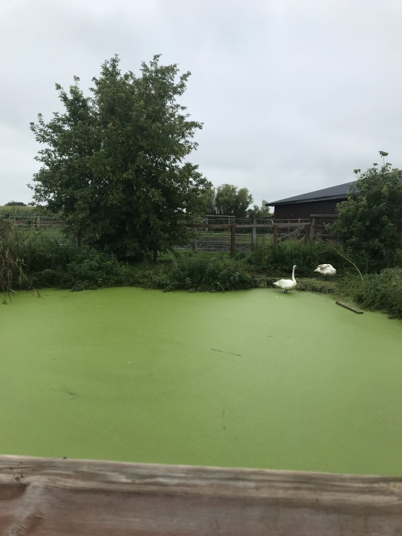 Trumpeter Swan/Snow Goose/Northern Shoveler Exhibit