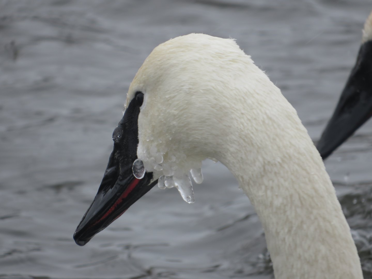 Trumpeter Swan sporting the icicle look