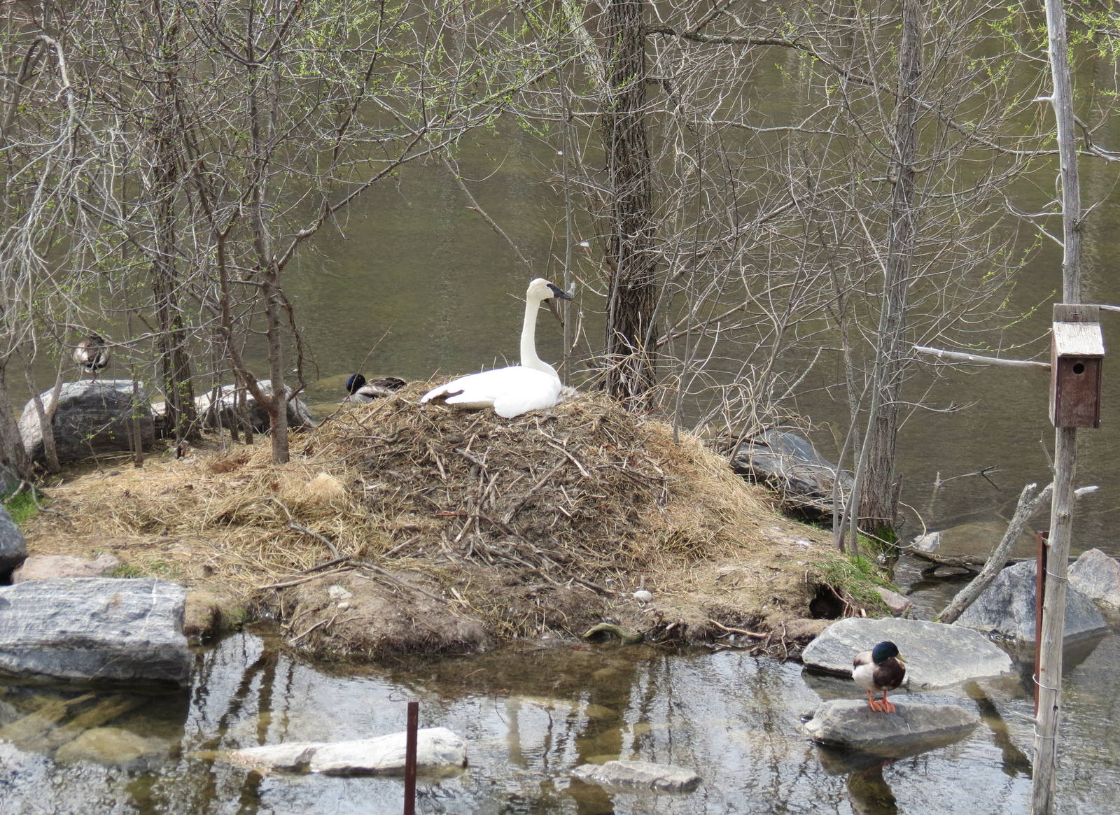 Trumpeter Swan (wild)