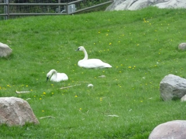 Trumpeter Swan