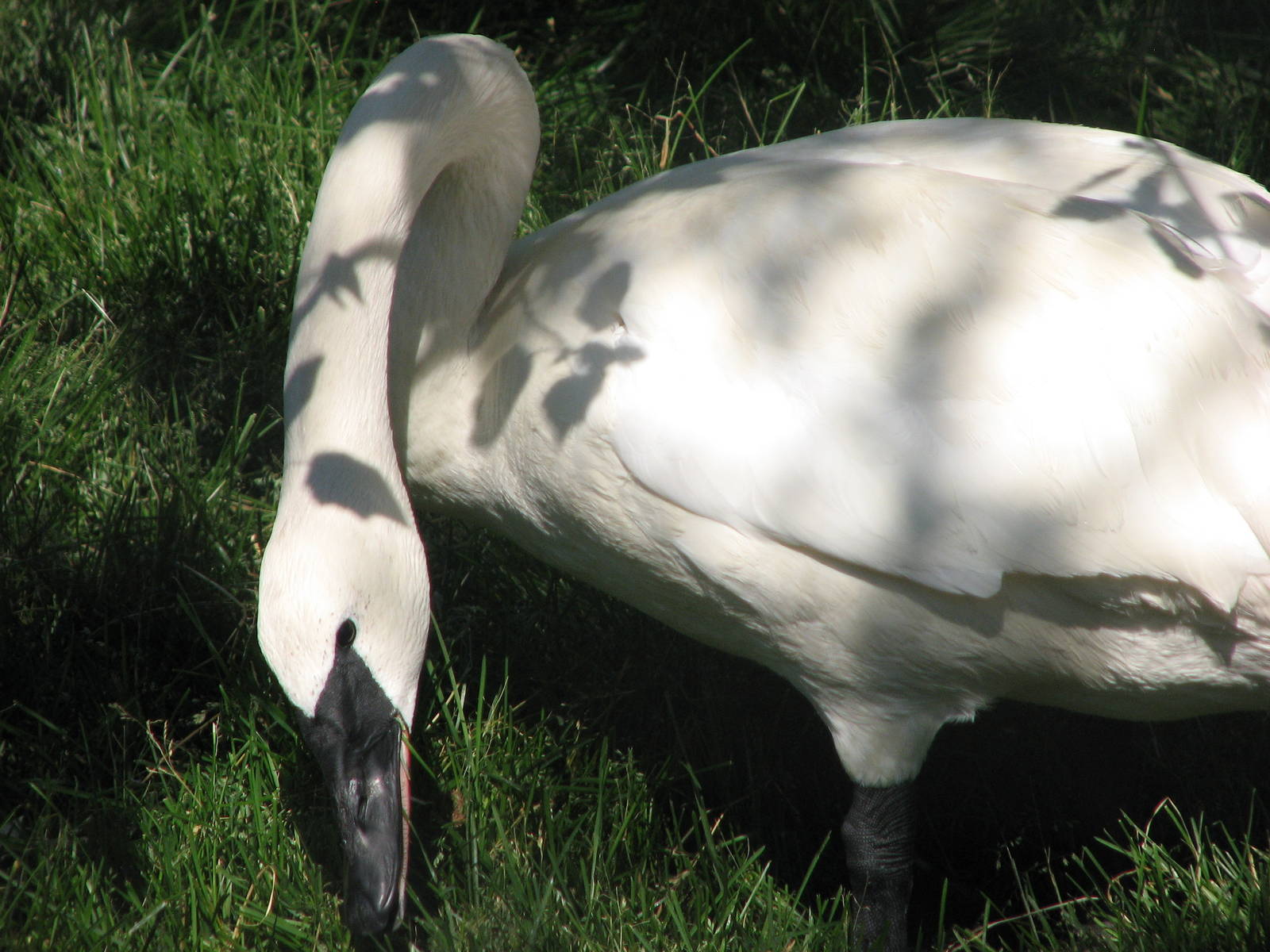 Trumpeter Swan