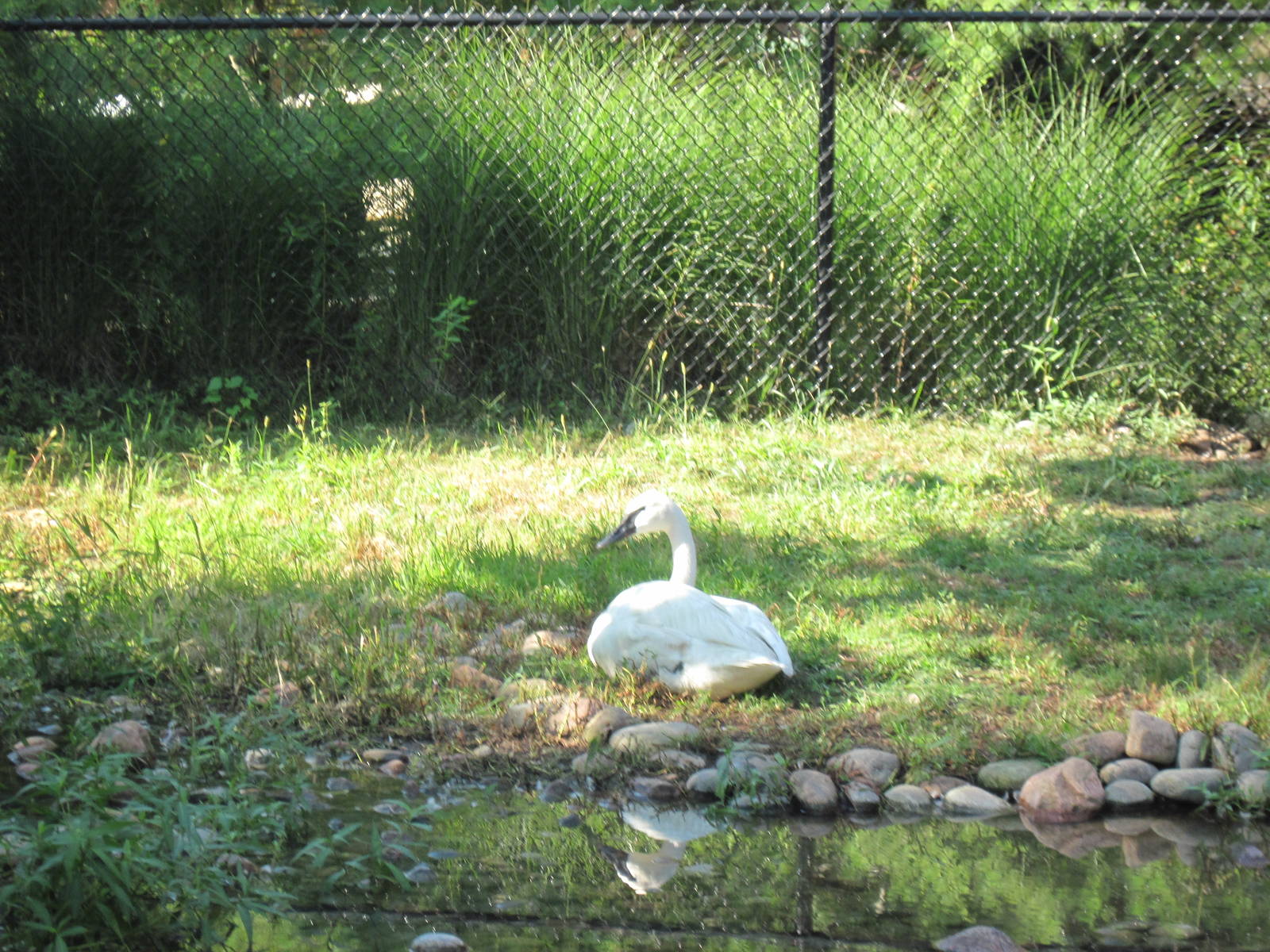 Trumpeter Swan