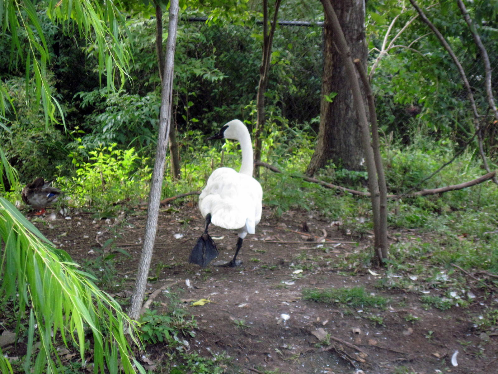 Trumpeter Swan