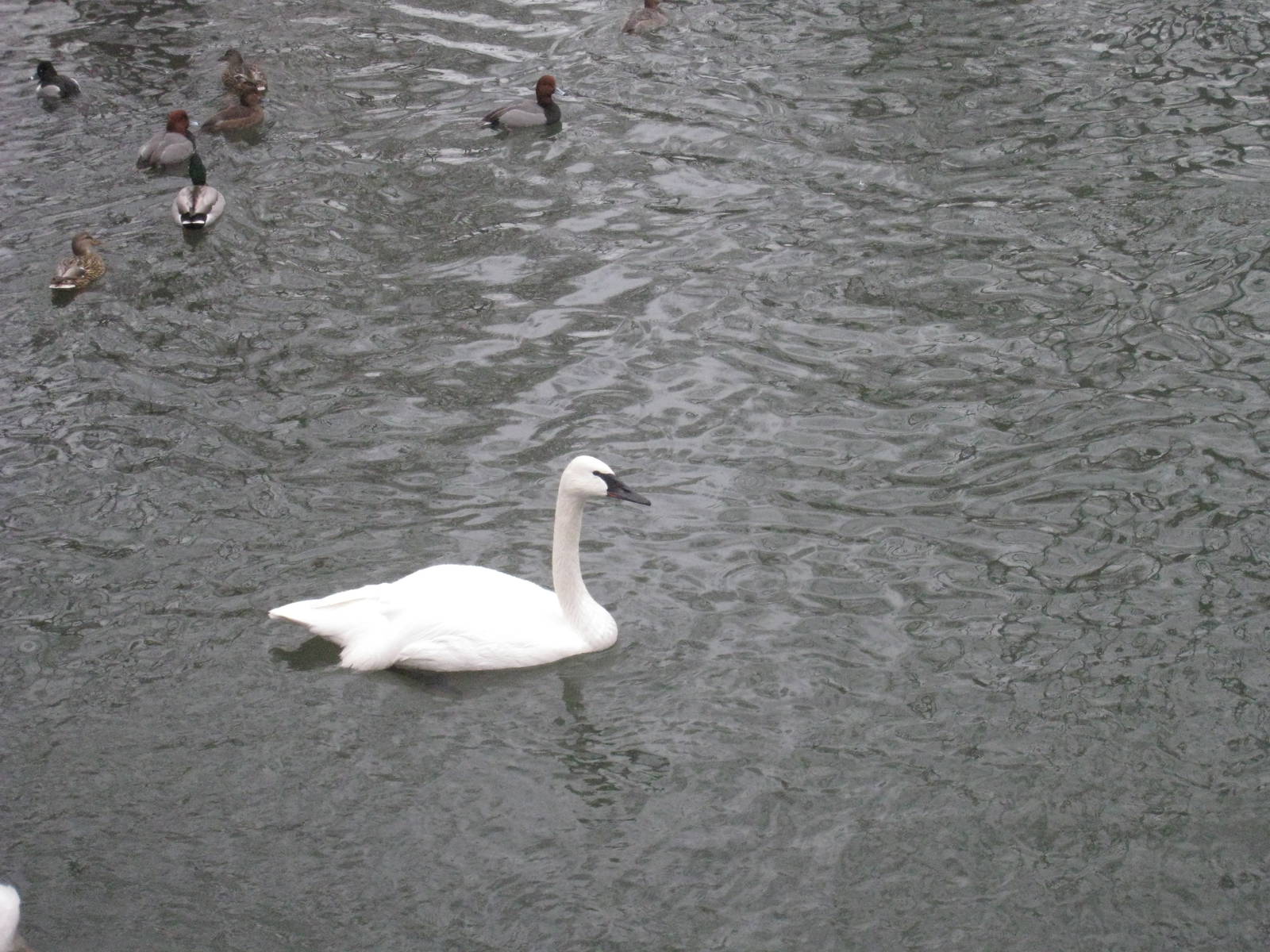 Trumpeter Swan