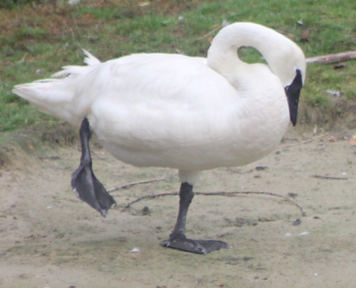 Trumpeter swan