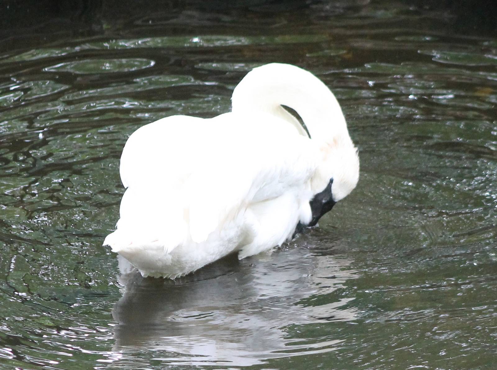 Trumpeter swan