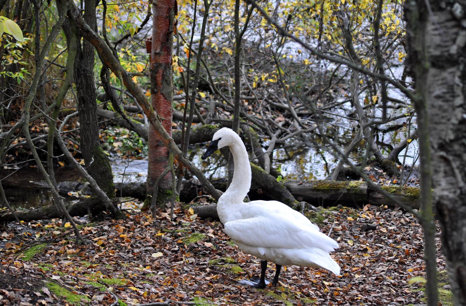 Trumpeter Swan