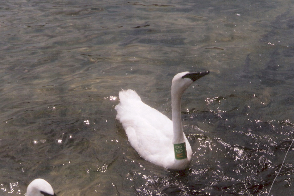 Trumpeter Swan