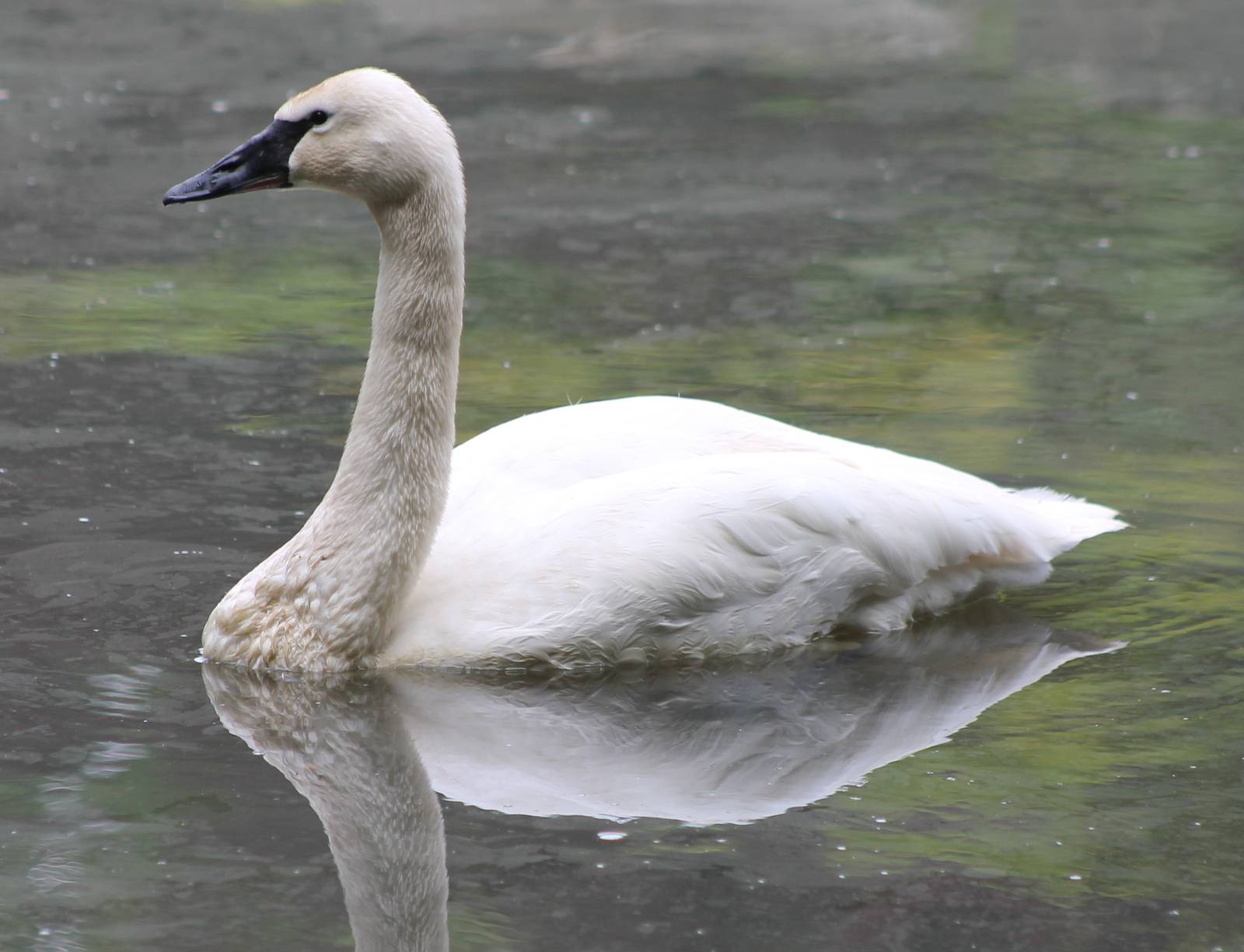 Trumpeter swan
