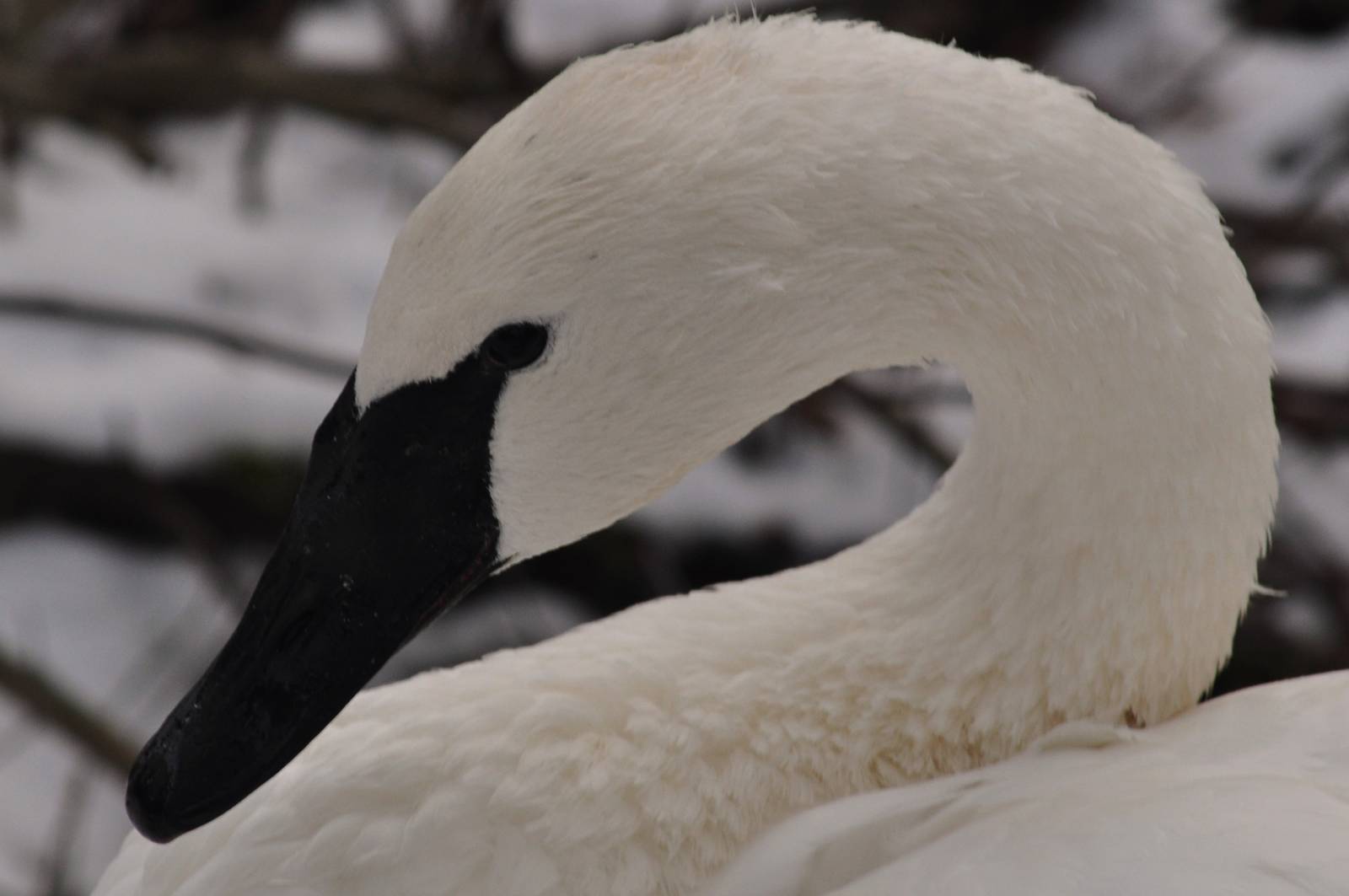 Trumpeter Swan