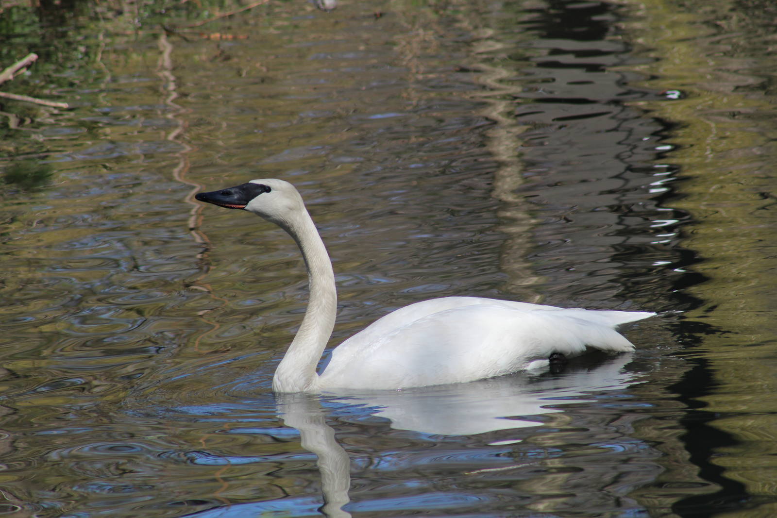 Trumpeter Swan
