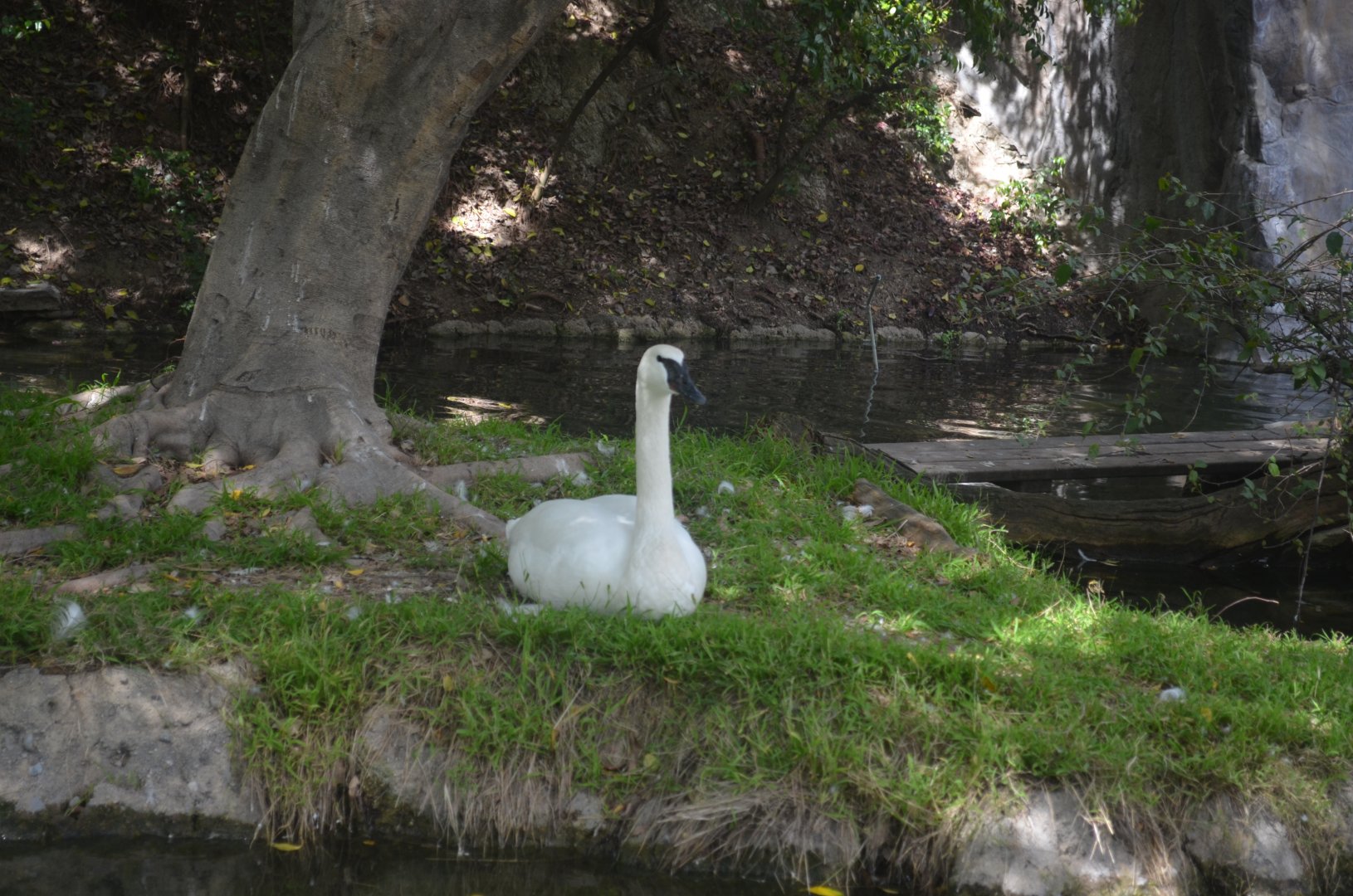 Trumpeter Swan