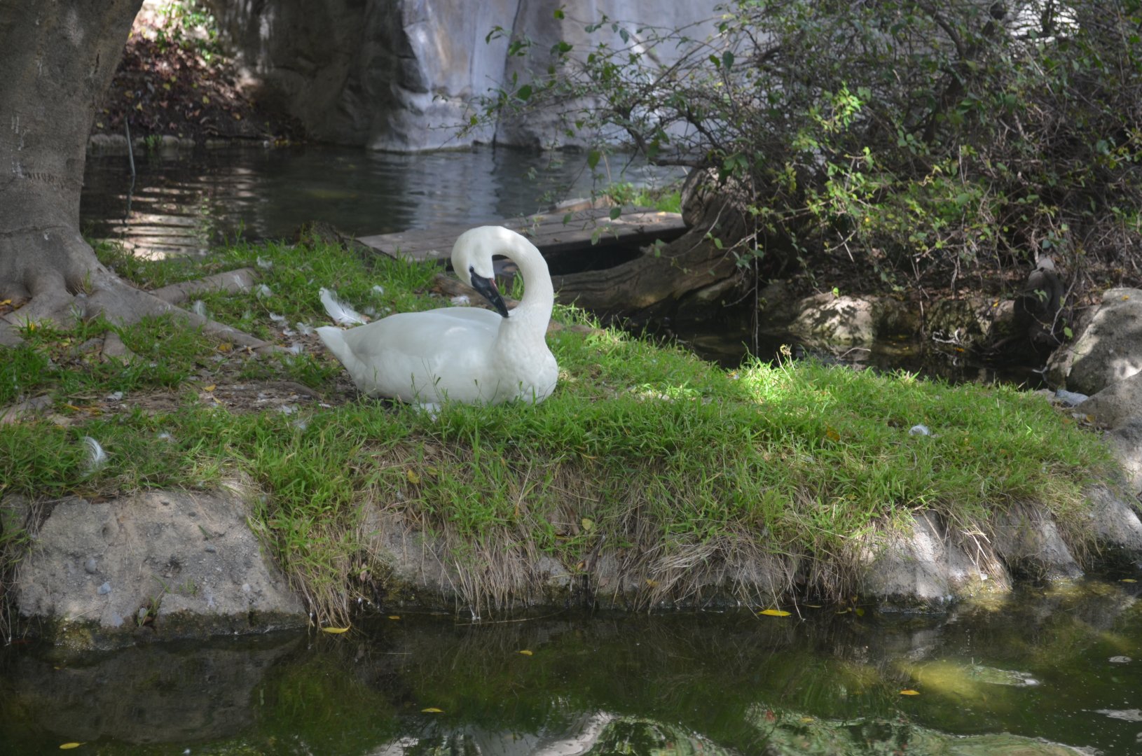 Trumpeter Swan