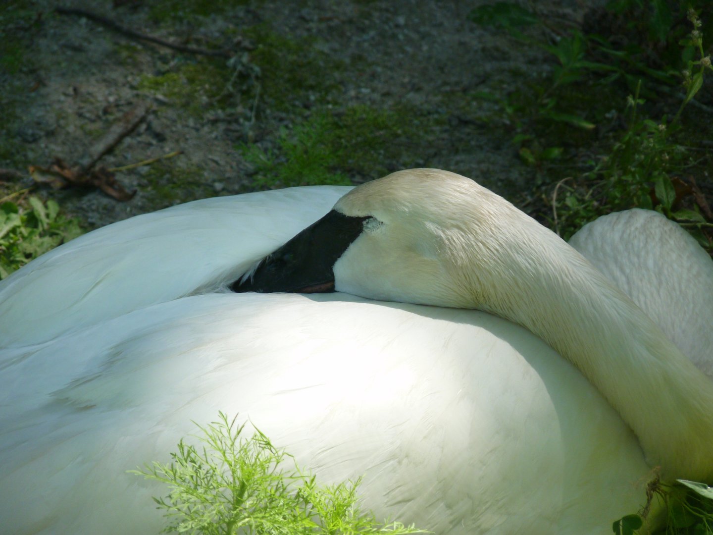 Trumpeter swan