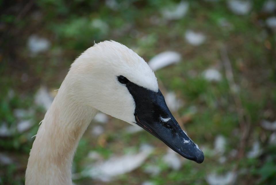 Trumpeter Swan