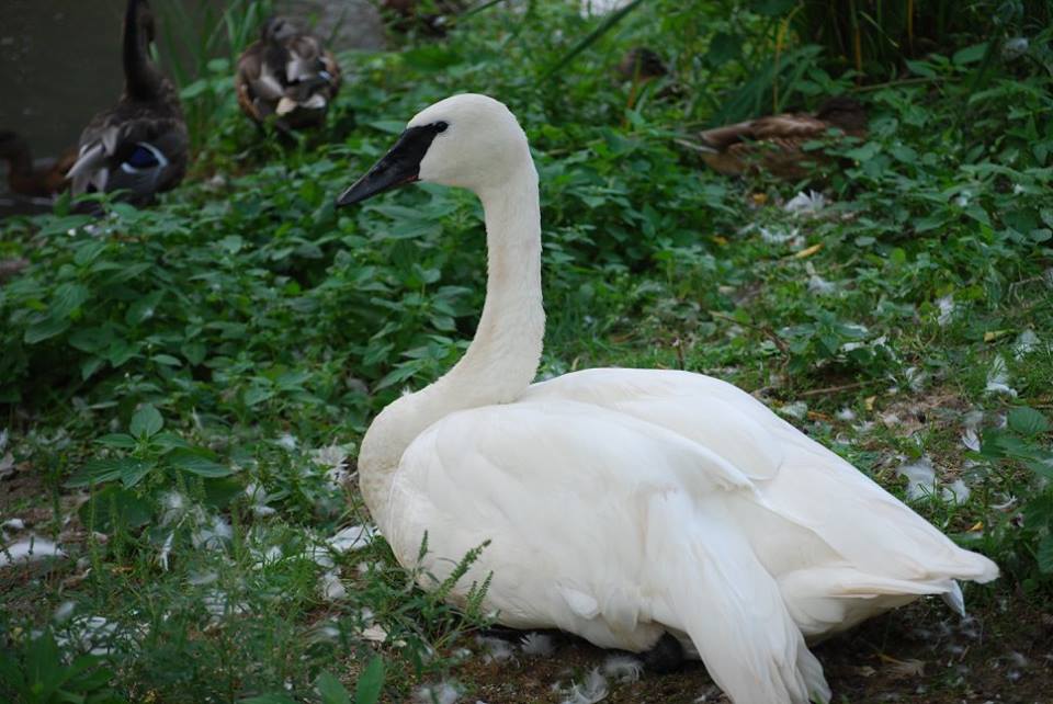 Trumpeter Swan