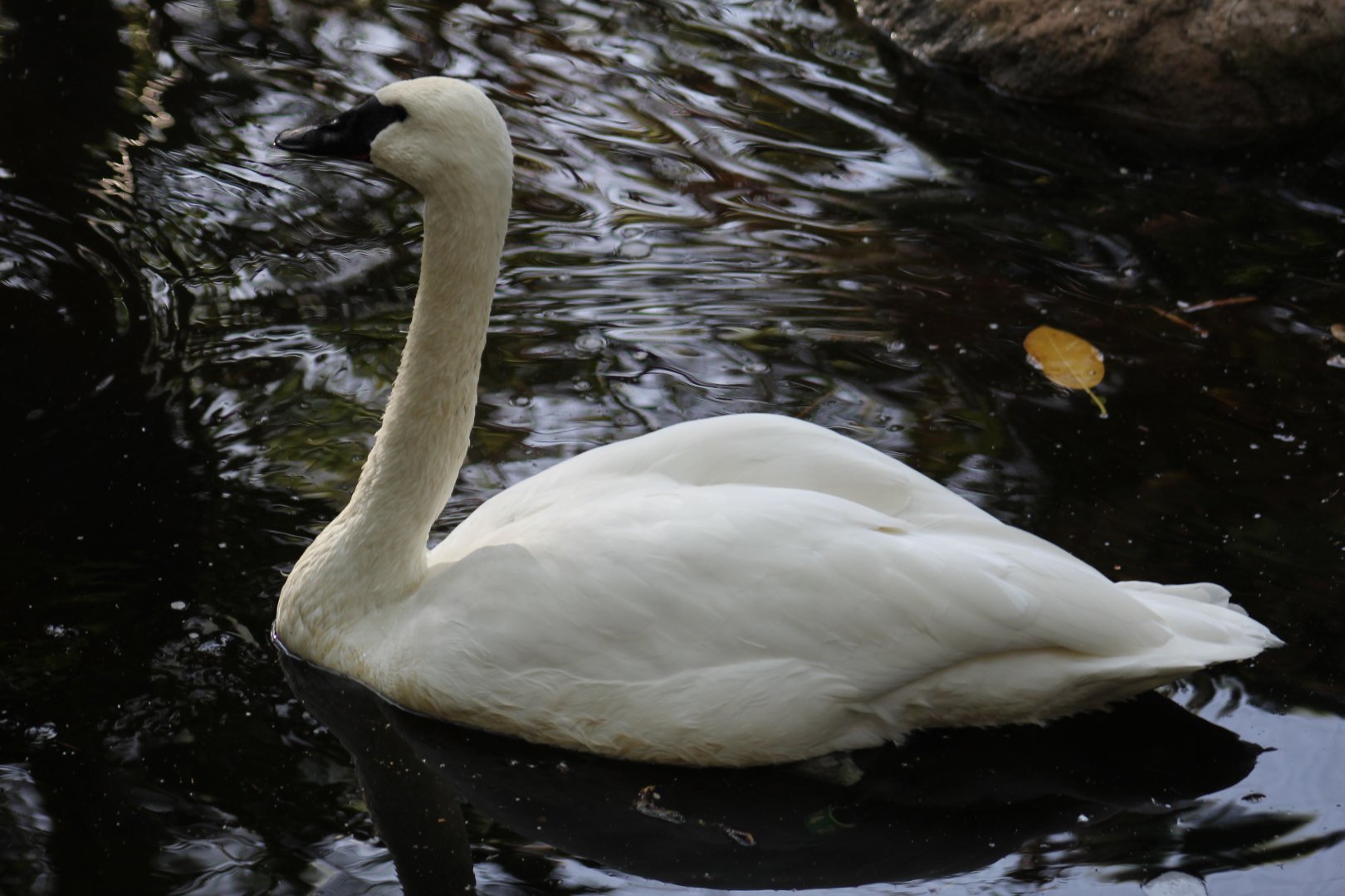 Trumpeter Swan