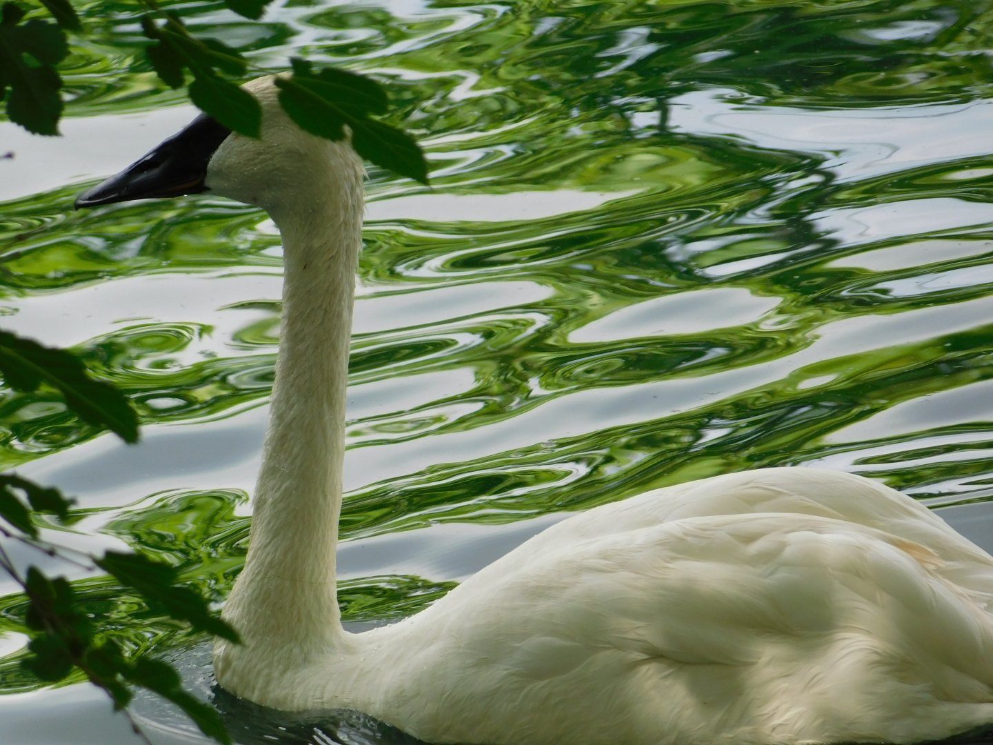 Trumpeter Swan