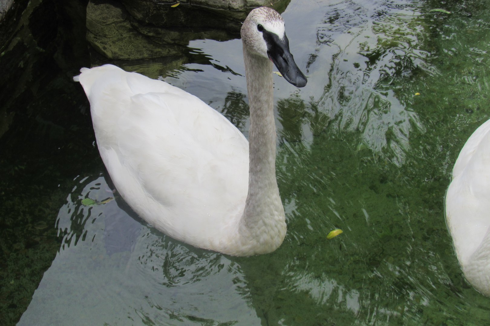 trumpeter swan