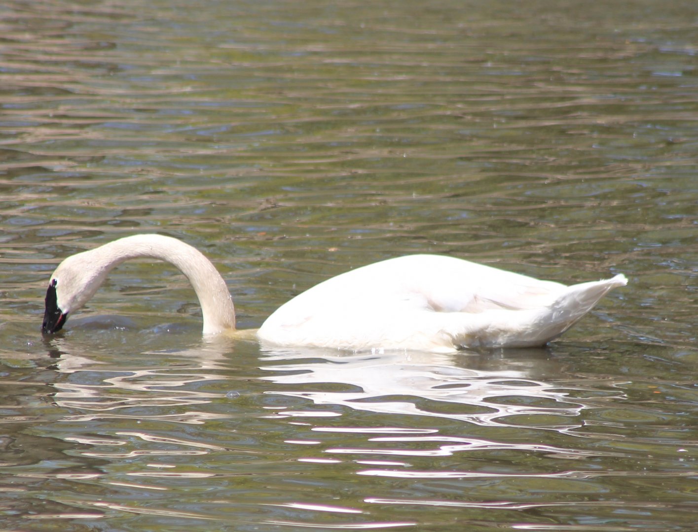 Trumpeter swan
