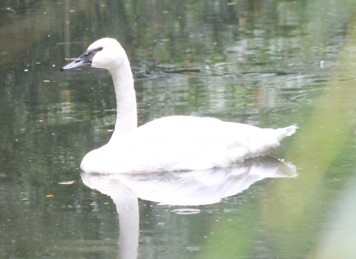 Trumpeter swan
