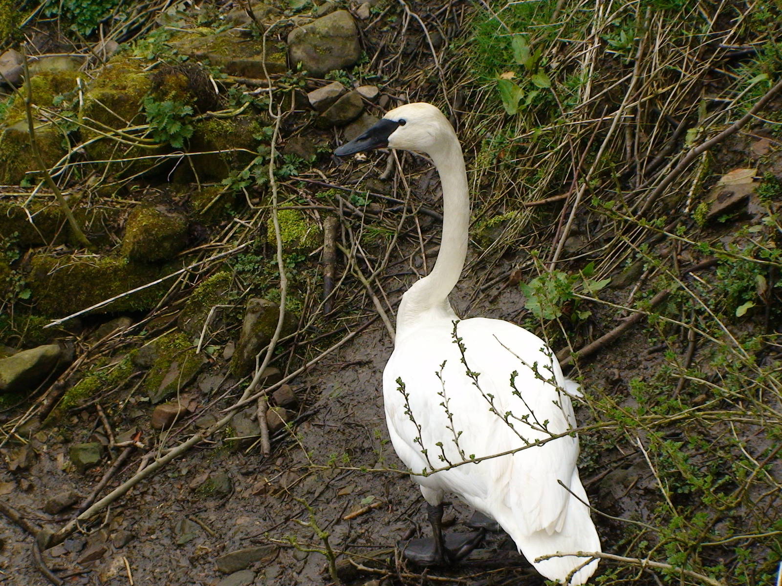 Trumpeter swan