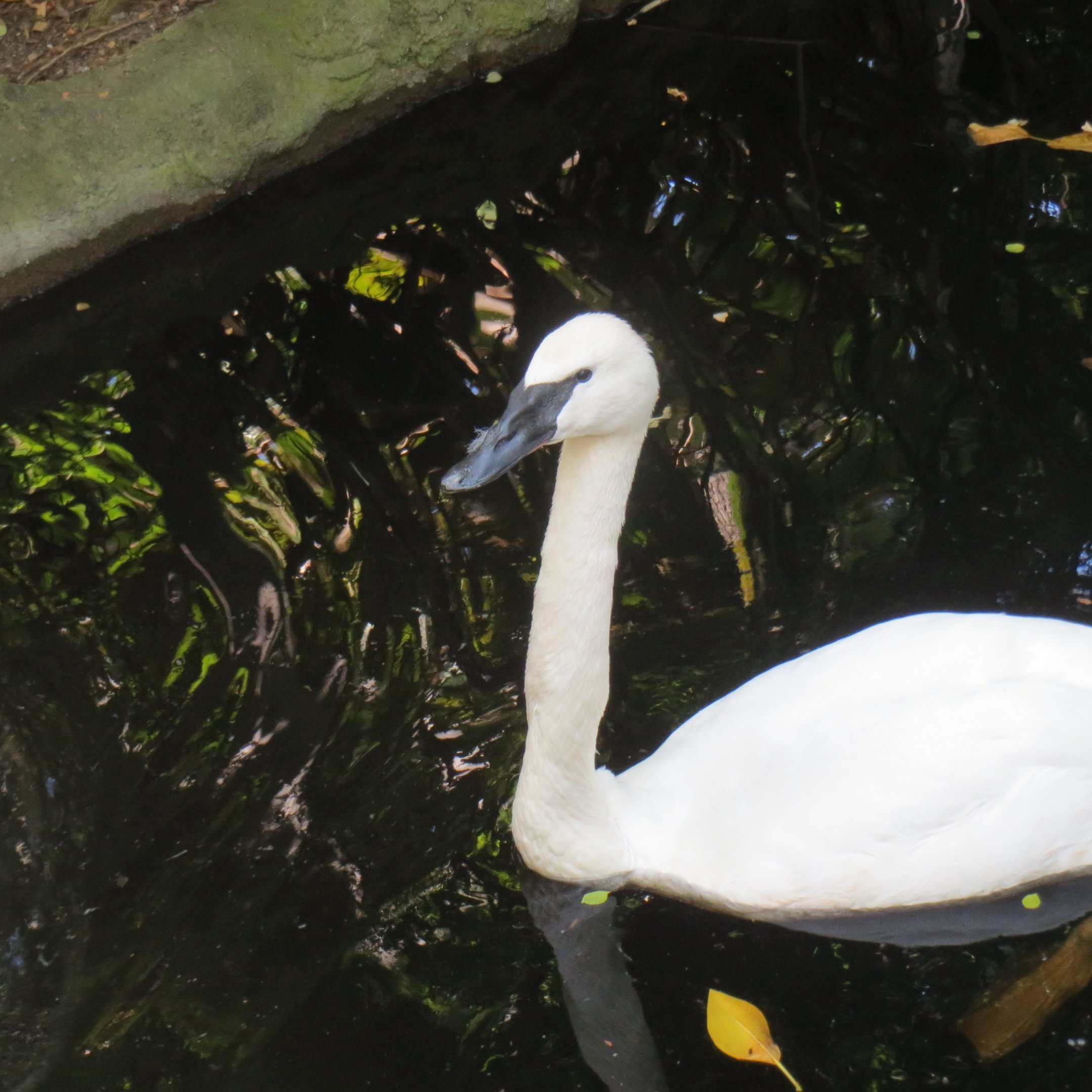 Trumpeter Swan