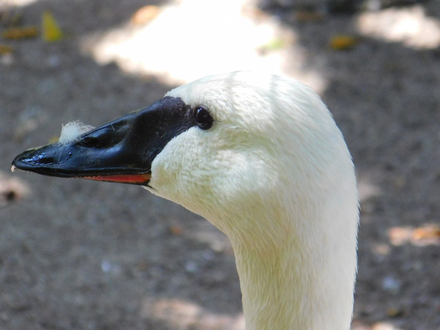 Trumpeter Swan