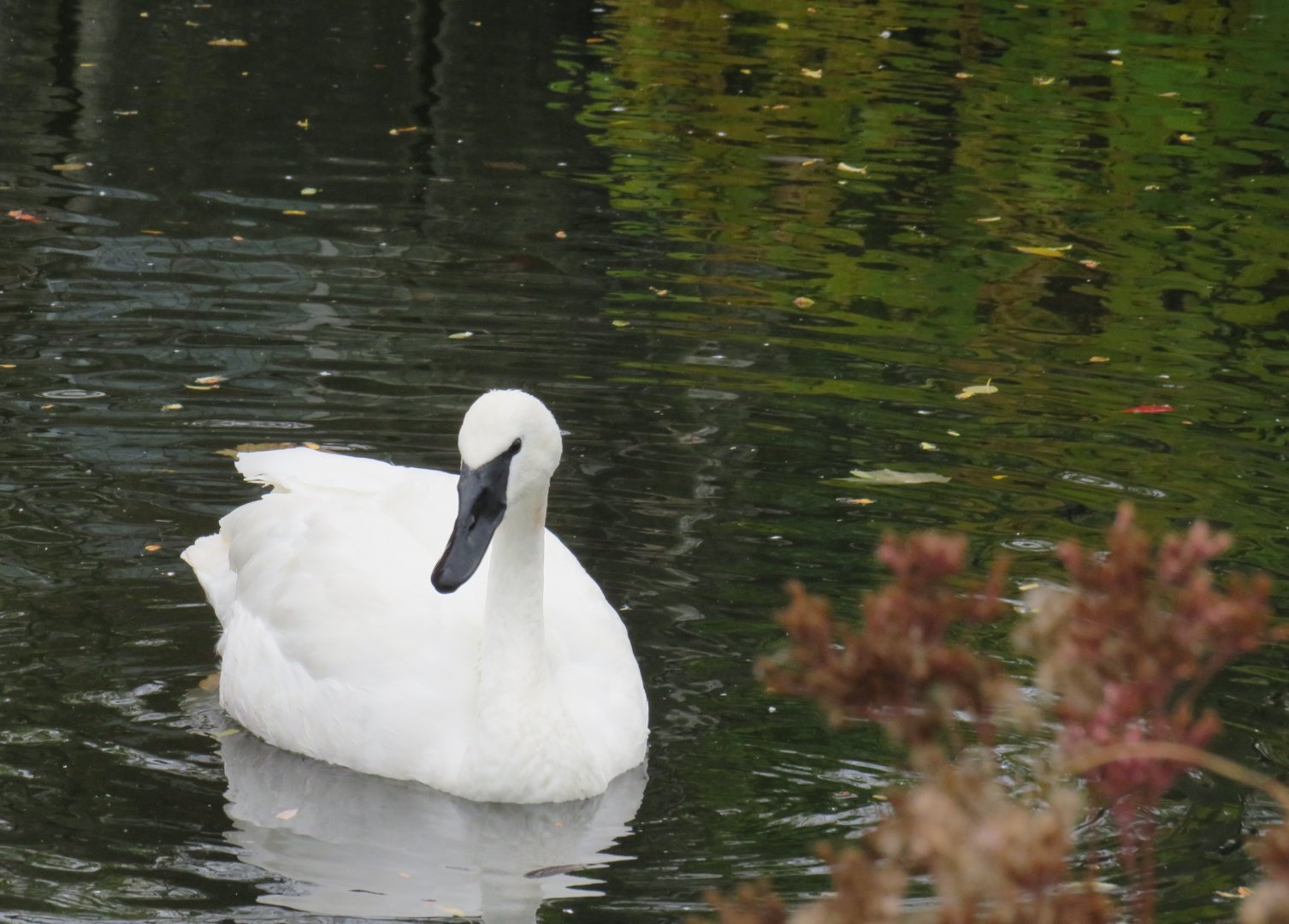Trumpeter swan
