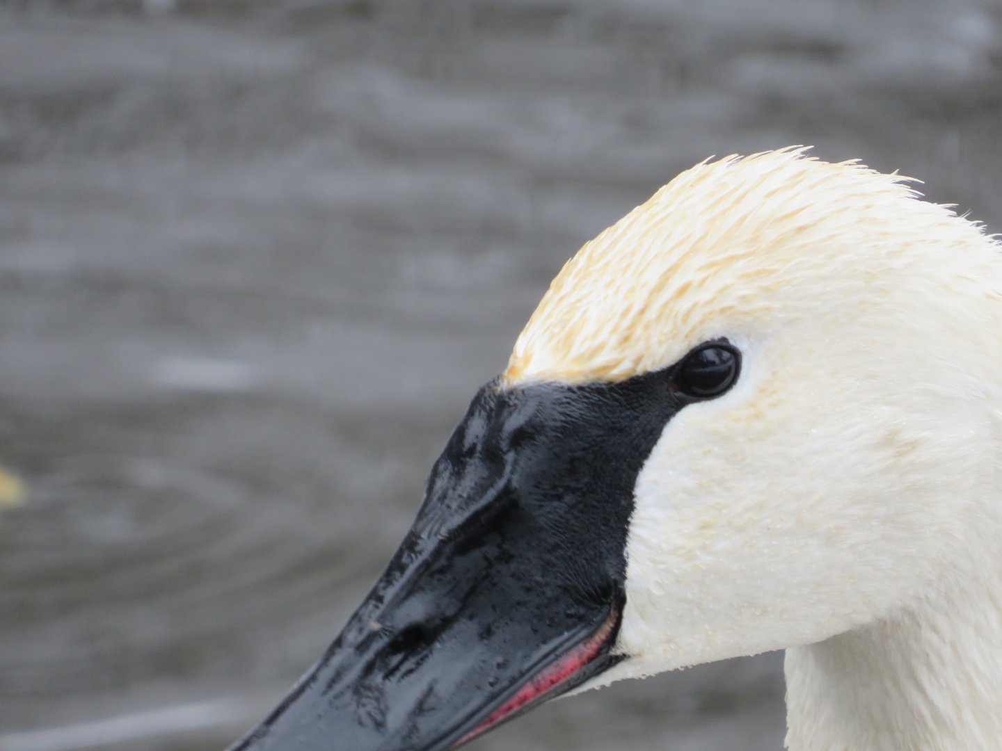 Trumpeter Swan