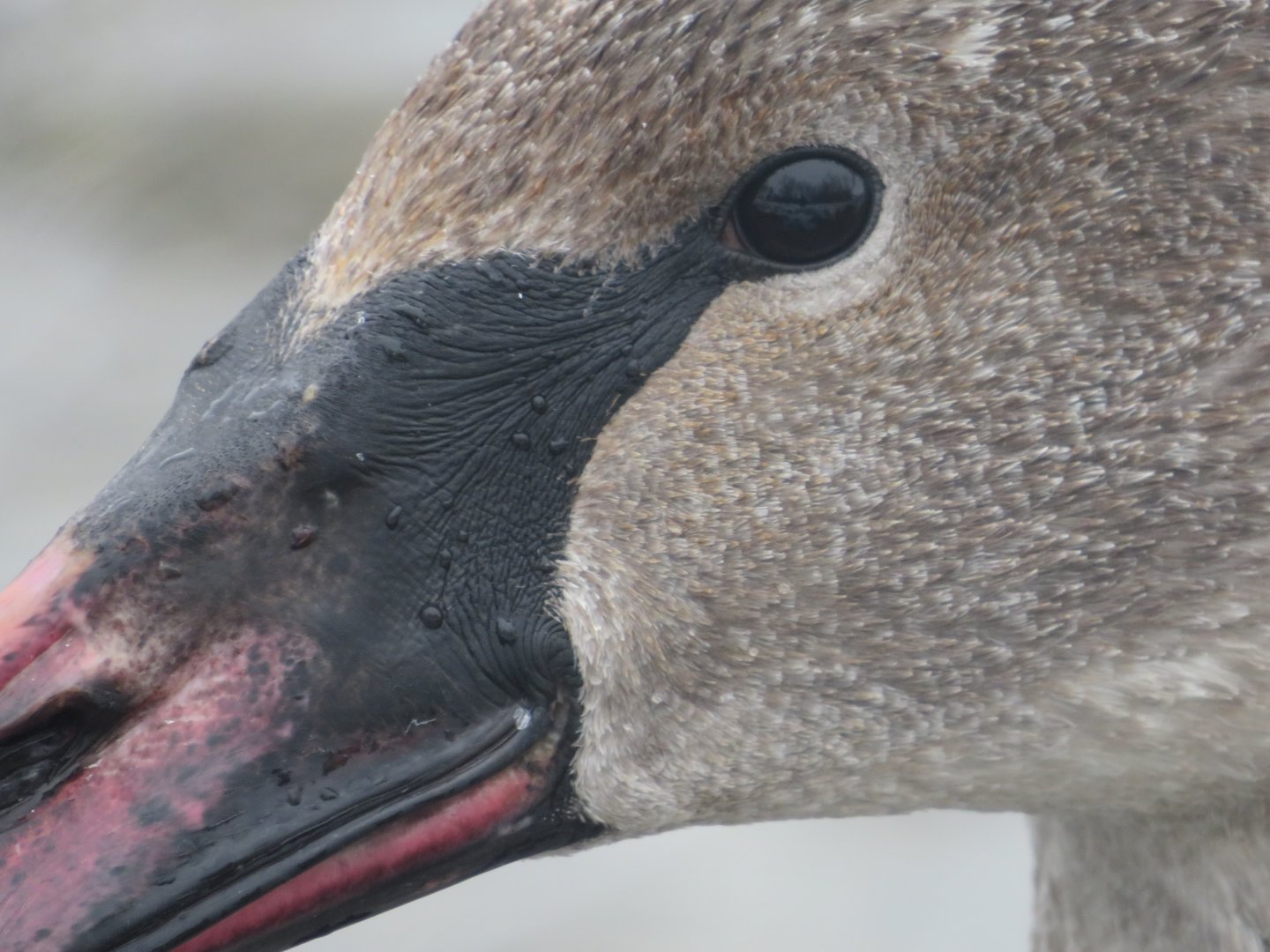 Trumpeter swan