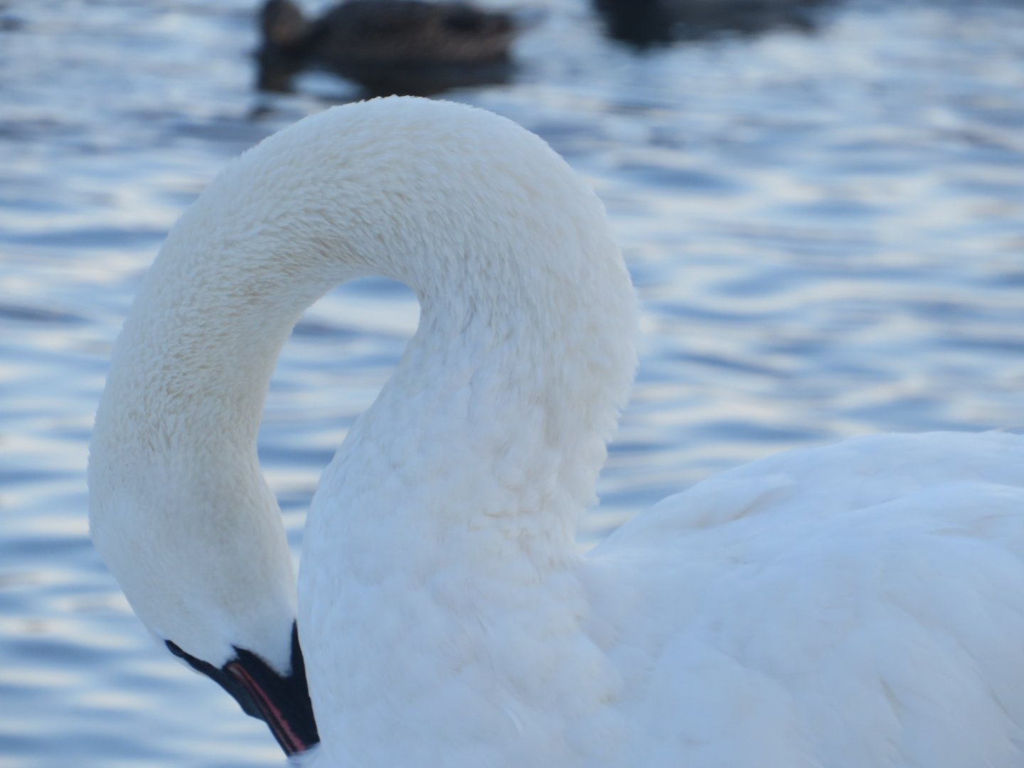 Trumpeter swan