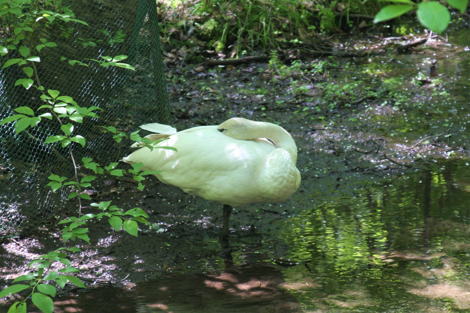 Trumpeter Swan