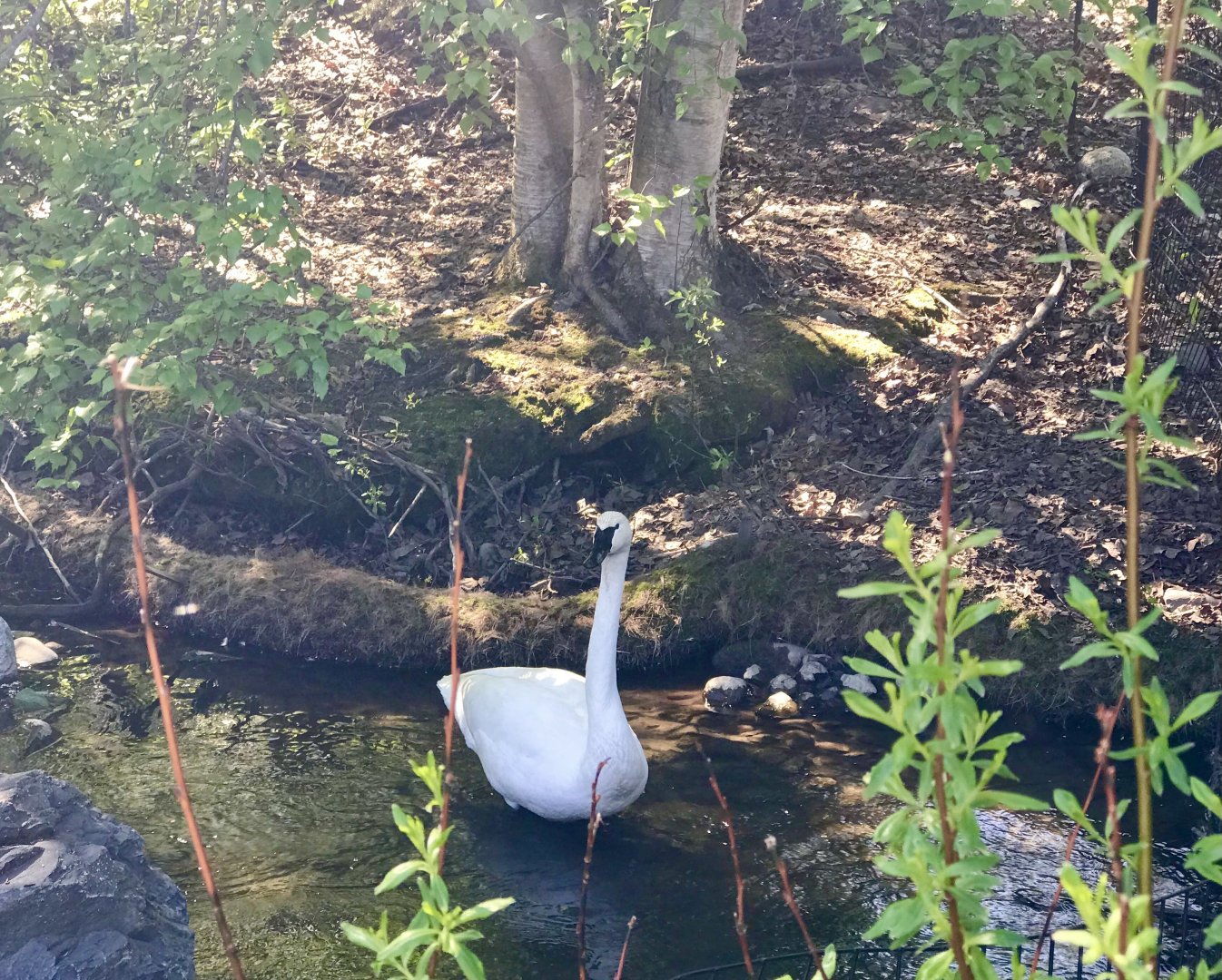 Trumpeter Swan