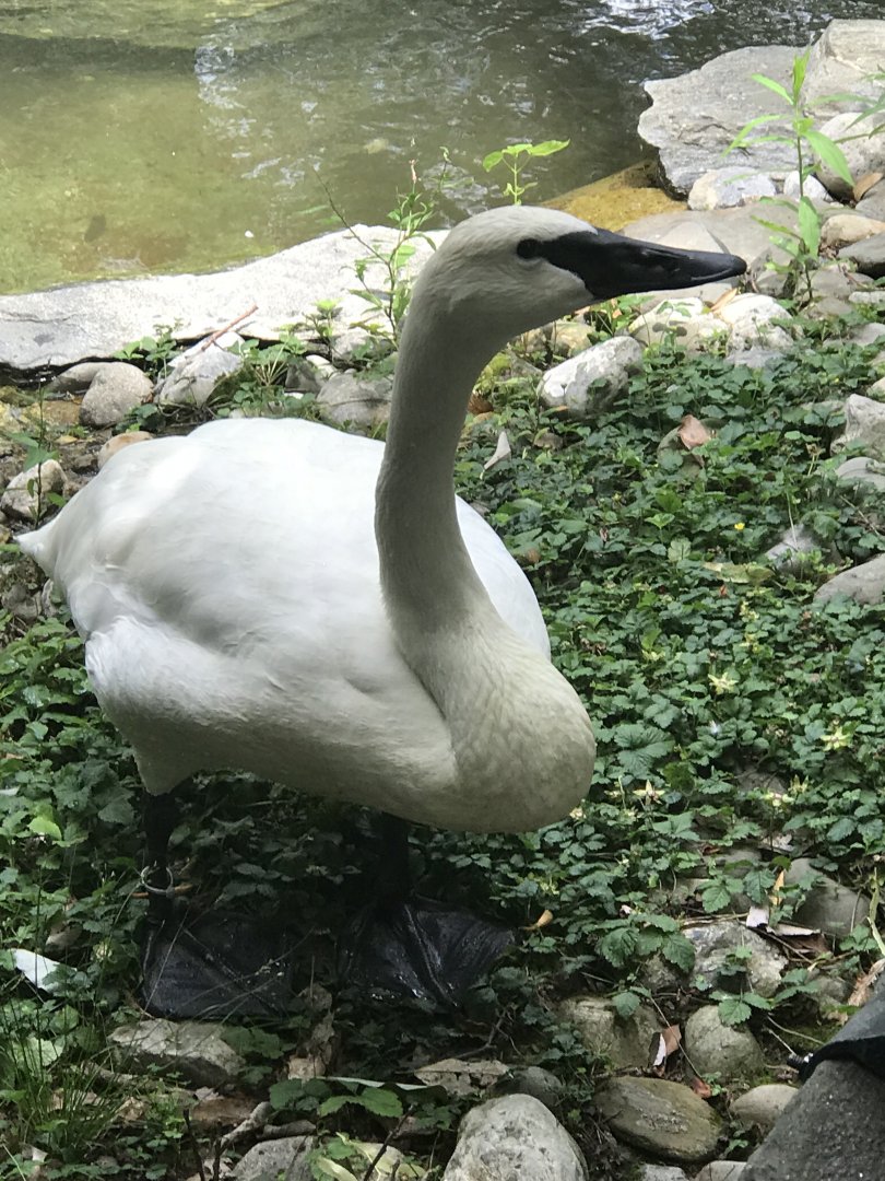 Trumpeter swan