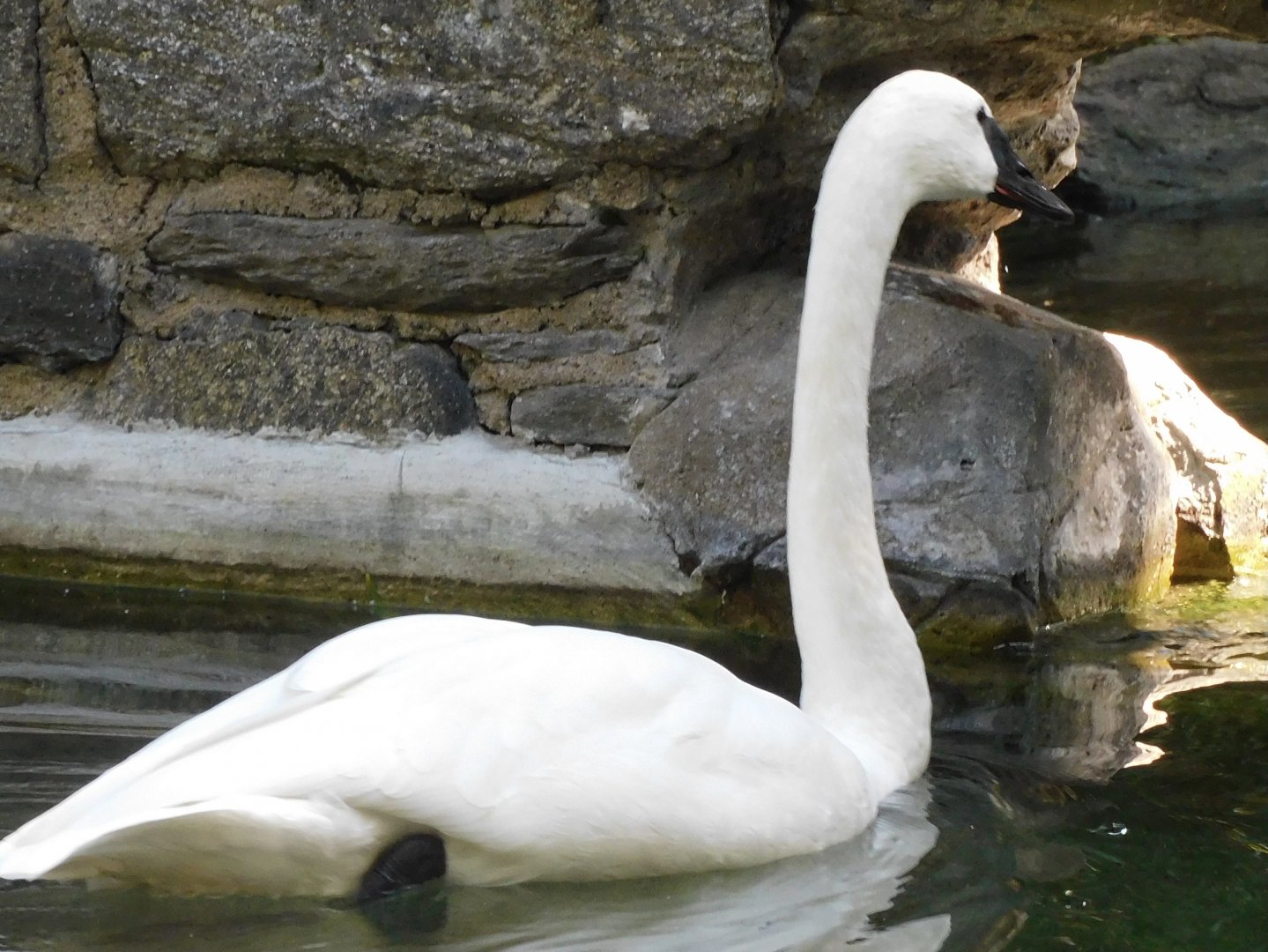 Trumpeter swan