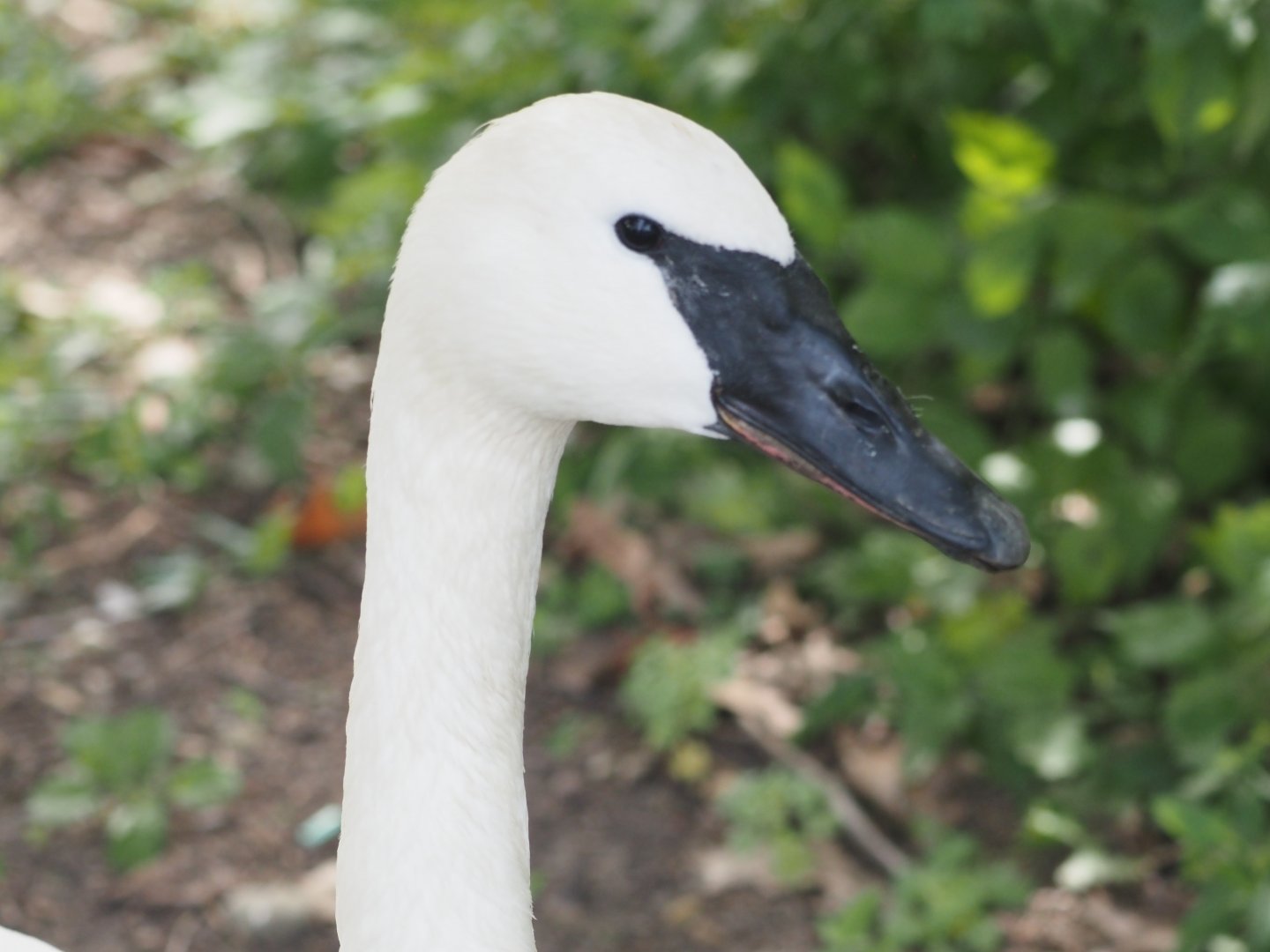 Trumpeter swan