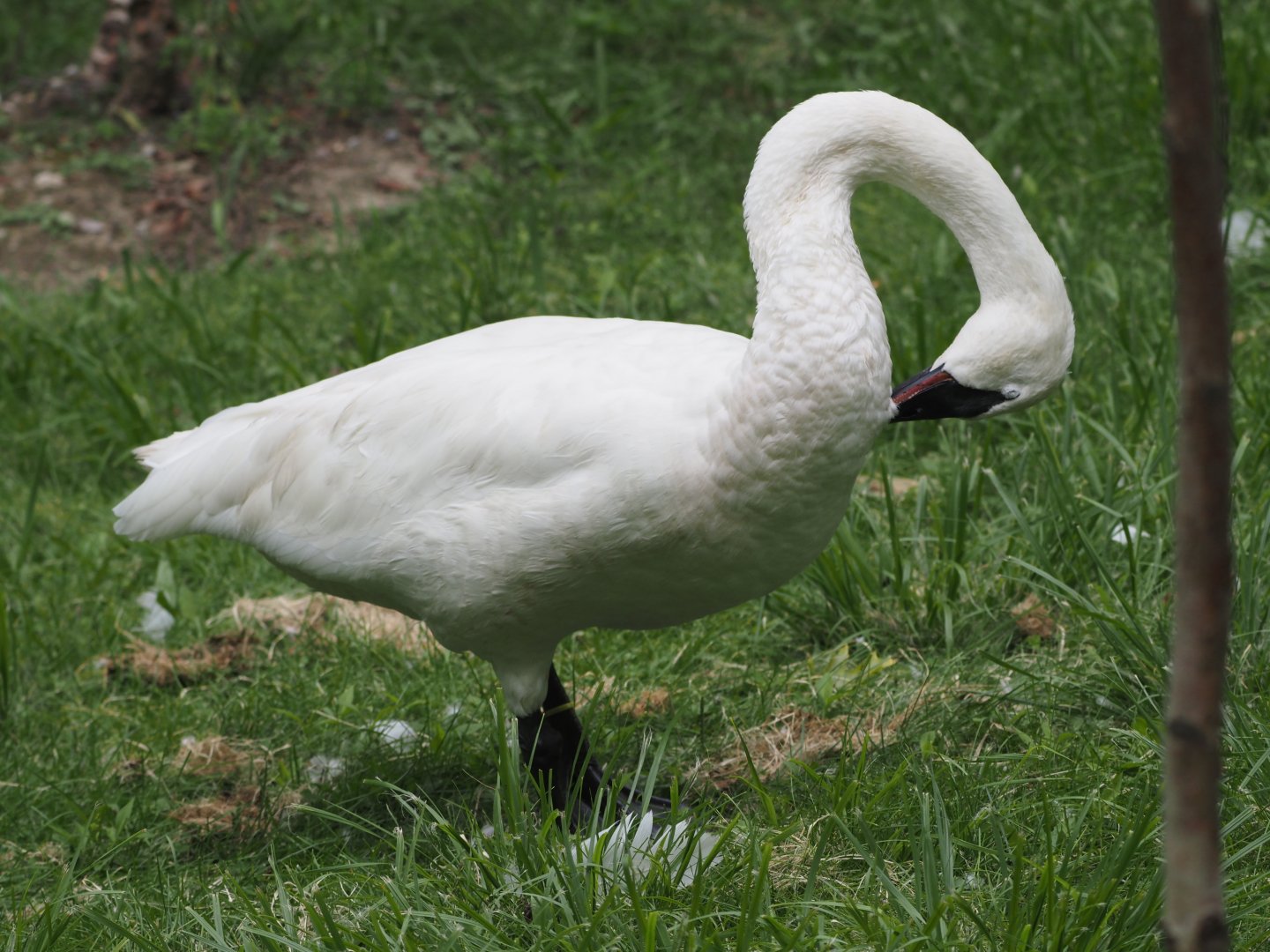 Trumpeter swan