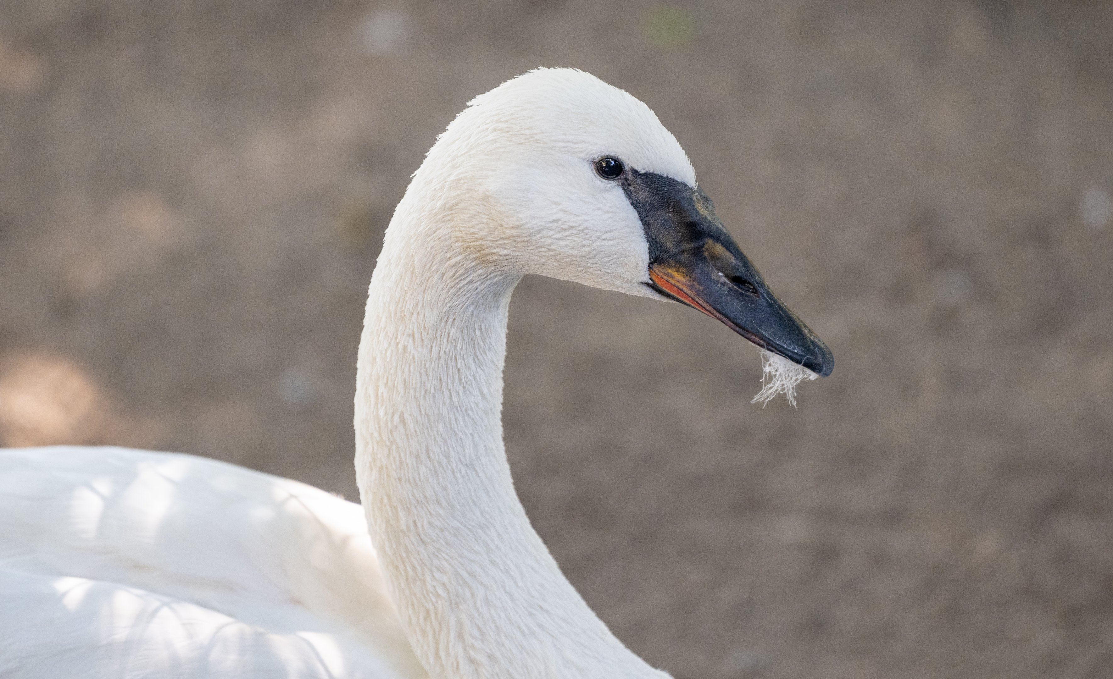 Trumpeter Swan
